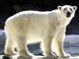 eisbär_sxc