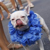 Bunte Hunde in Rio de Janeiro