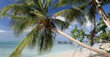 tobago1_sunny islands