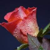 rose_sxc