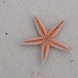 3_anguilla