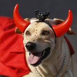 Bunte Hunde in Rio de Janeiro