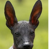 ears_d