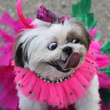 Bunte Hunde in Rio de Janeiro