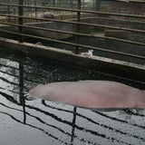 zoo