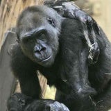 gorilla3-ap
