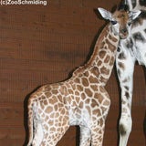 giraffe1