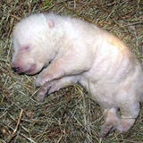 eisbaer-baby2-epa