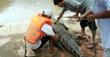 krokodil