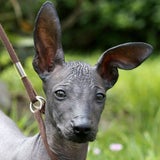 ears_b