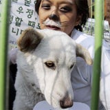 seoul_hunde_ap_460_2