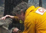 koala_2