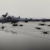 Pfui Spinne: Invasion nach Hochwasser