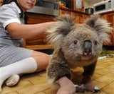 koala_300