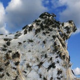 Pfui Spinne: Invasion nach Hochwasser