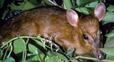 hirsch