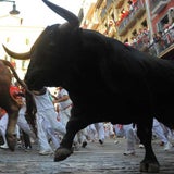 Stier01_fini