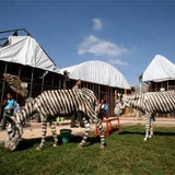 zebra_esel_07_epa
