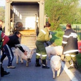 schwein02