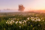 Laut Bauernregel: Das bedeutet das Wetter Anfang März für den Frühling