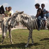 zebra_esel_05_reuters