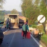 schwein03