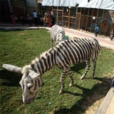 zebra_esel_06_epa