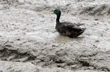 ente_schlamm+