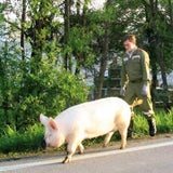 schwein04