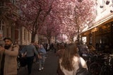 Kirschblüten in Europa: 7 traumhafte Orte, die Sie unbedingt sehen müssen
