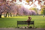 Kirschblüten in Europa: 7 traumhafte Orte, die Sie unbedingt sehen müssen