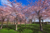 Kirschblüten in Europa: 7 traumhafte Orte, die Sie unbedingt sehen müssen