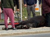 Fiakerpferd bricht zusammen – tot