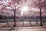 Kirschblüten in Europa: 7 traumhafte Orte, die Sie unbedingt sehen müssen