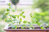 Wespen-Alarm im Frühling: Wer diese Pflanzen jetzt setzt, hält seine Terrasse wespenfrei