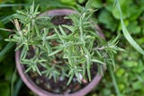 Wespen-Alarm im Frühling: Wer diese Pflanzen jetzt setzt, hält seine Terrasse wespenfrei