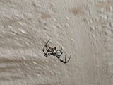 Spinnen im Frühling loswerden: Mit diesen Tricks bleibt Ihr Zuhause krabbelfrei