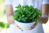 Spinnen im Frühling loswerden: Mit diesen Tricks bleibt Ihr Zuhause krabbelfrei