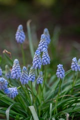 Pflegeleichte Frühlingsblüher: Diese 6 Blumen dürfen jetzt auf keinen Fall fehlen