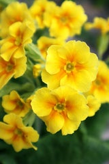 Pflegeleichte Frühlingsblüher: Diese 6 Blumen dürfen jetzt auf keinen Fall fehlen