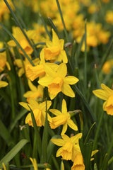 Pflegeleichte Frühlingsblüher: Diese 6 Blumen dürfen jetzt auf keinen Fall fehlen