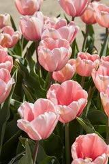 Pflegeleichte Frühlingsblüher: Diese 6 Blumen dürfen jetzt auf keinen Fall fehlen