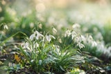 Die besten Frühblüher für März: So gelingt der farbenfrohe Start ins Gartenjahr