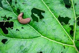 Schnecken-Plage im Frühling: So werden Sie das Ungeziefer los