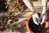 Wissen die wenigsten: So giftig sind Tulpen wirklich!