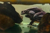Haarfrosch