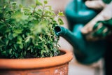 Nicht verpassen! Die wichtigsten Garten-To-dos für den März