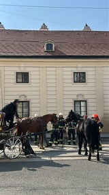Das Pferd konnte wieder auf die Beine gebracht werden.
