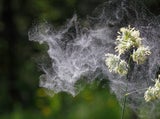 Pollen-Alarm! Wie Sie den Frühling trotz Allergie genießen können