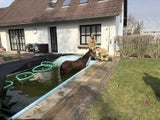 Ein in einen Pool gestürztes Pferd